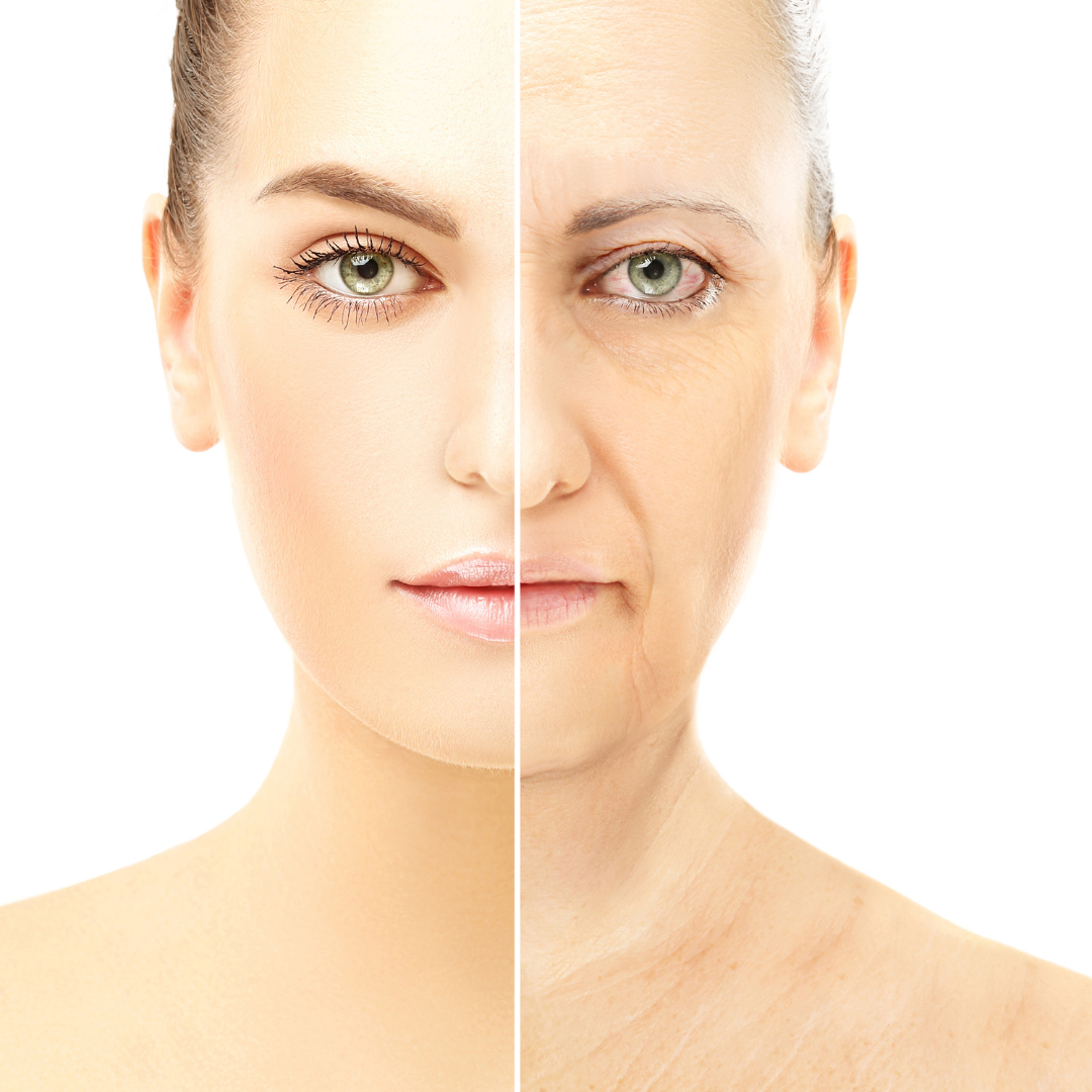 Delve into the Skin Ageing Process